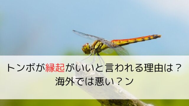 トンボが縁起がいいと言われる理由は？海外では悪い？ン