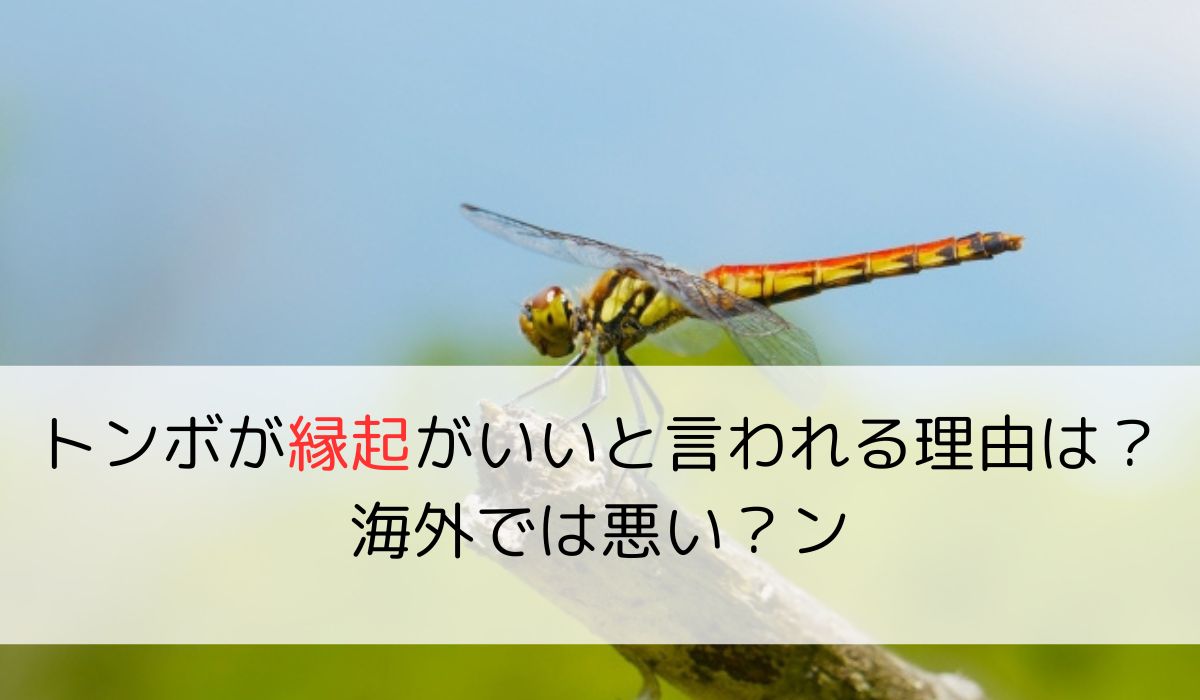 トンボが縁起がいいと言われる理由は？海外では悪い？ン