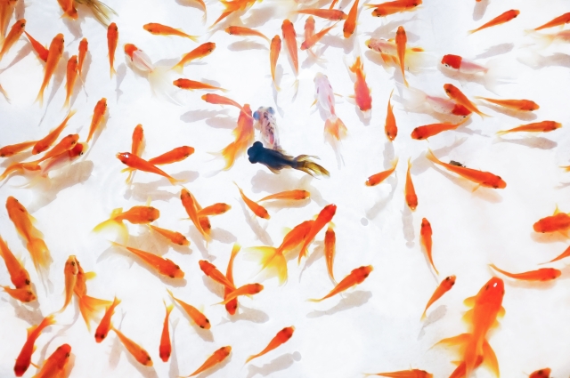 金魚