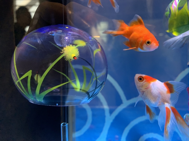 金魚