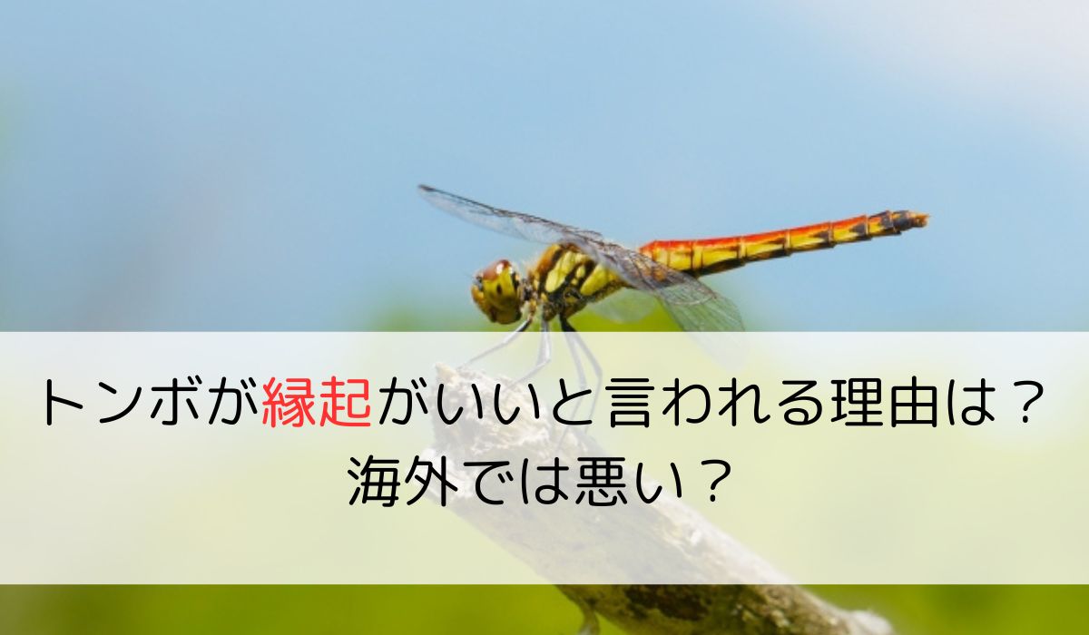 トンボが縁起がいいと言われる理由は？海外では悪い？ン