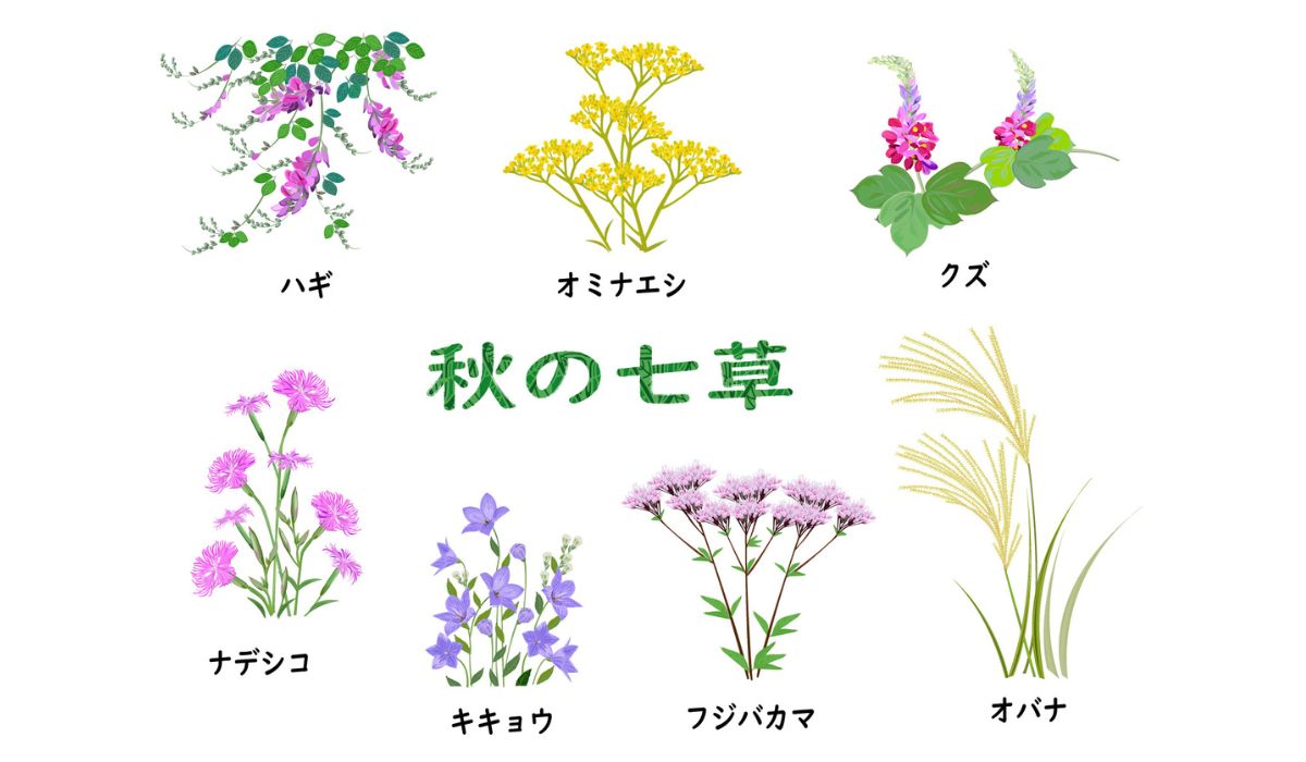 秋の七草の種類一覧
