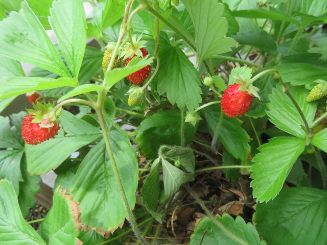 野イチゴ