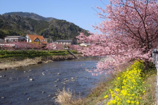 河津桜