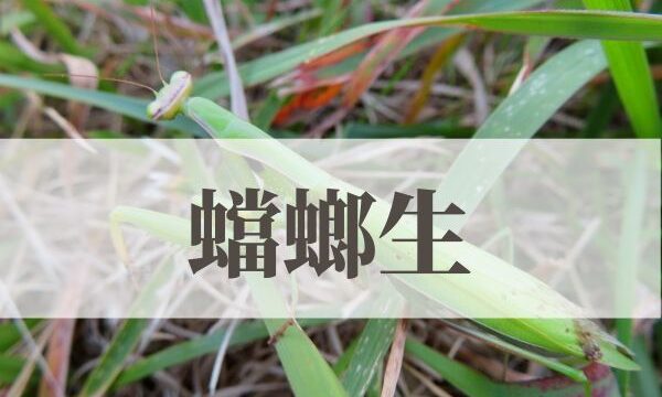 「蟷螂生」の意味や読み方！由来や時期はいつ？