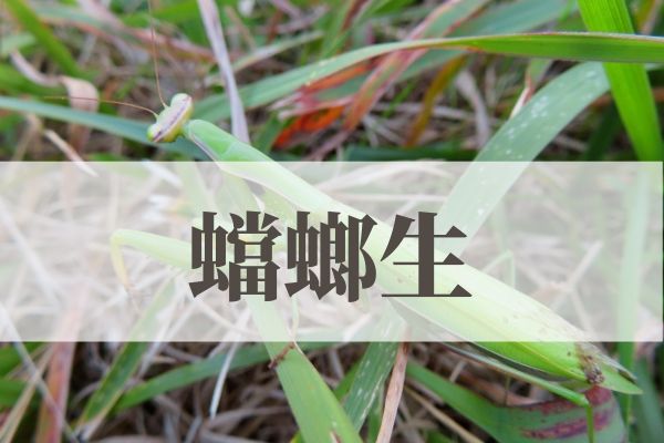 「蟷螂生」の意味や読み方！由来や時期はいつ？