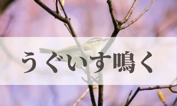 「うぐいす鳴く」の意味や読み方と由来