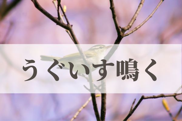 「うぐいす鳴く」の意味や読み方と由来