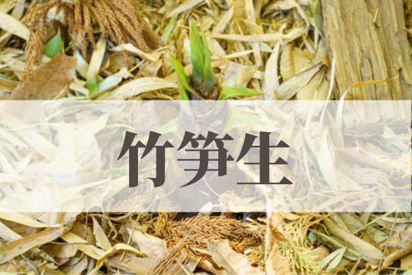 「竹笋生（たけのこしょうず）」の意味や読み方！由来や時期はいつ？
