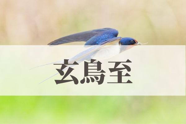 「玄鳥至（つばめきたる）」の意味や読み方！由来や時期はいつ？