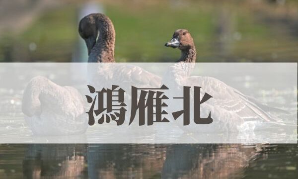 「鴻雁北」の意味や読み方！由来や時期はいつ？