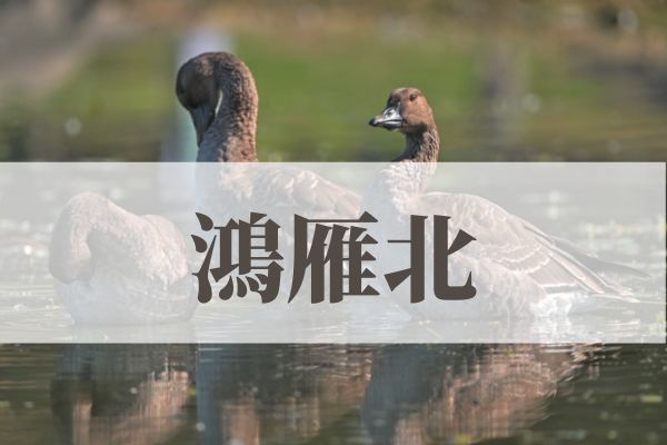 「鴻雁北」の意味や読み方！由来や時期はいつ？