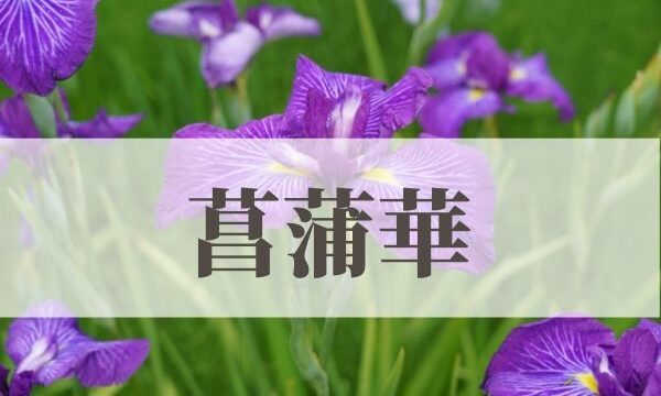 「菖蒲華（あやめはなさく）」の意味や読み方とは？由来や時期はいつ？