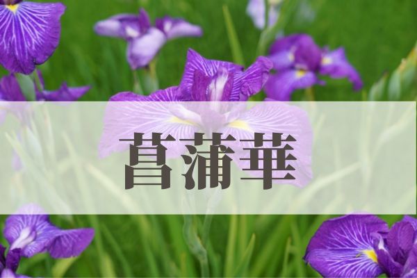 「菖蒲華（あやめはなさく）」の意味や読み方とは？由来や時期はいつ？