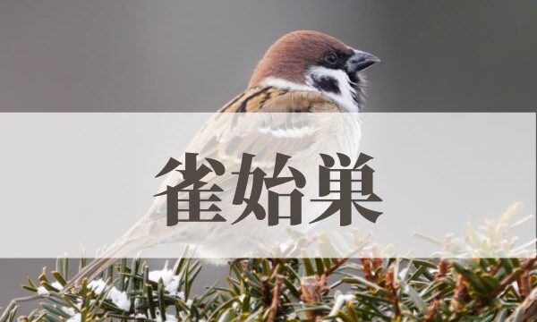 「雀始巣」の意味や読み方！時期や由来は？