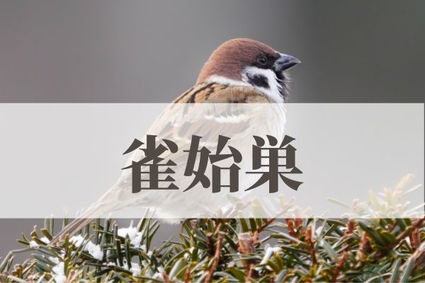 「雀始巣」の意味や読み方！時期や由来は？