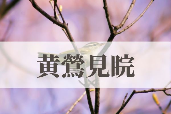 「黄鶯見睆（うぐいす鳴く）」の意味や読み方と由来