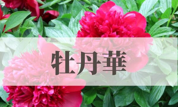 「牡丹華（ぼたんはなさく）」の意味や読み方！由来や時期はいつ？