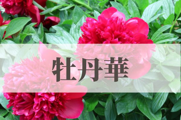 「牡丹華（ぼたんはなさく）」の意味や読み方！由来や時期はいつ？
