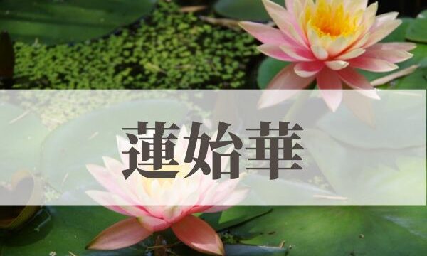 「蓮始華」の意味や読み方とは？由来や時期はいつ？