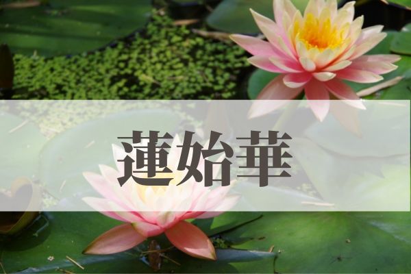 「蓮始華」の意味や読み方とは？由来や時期はいつ？