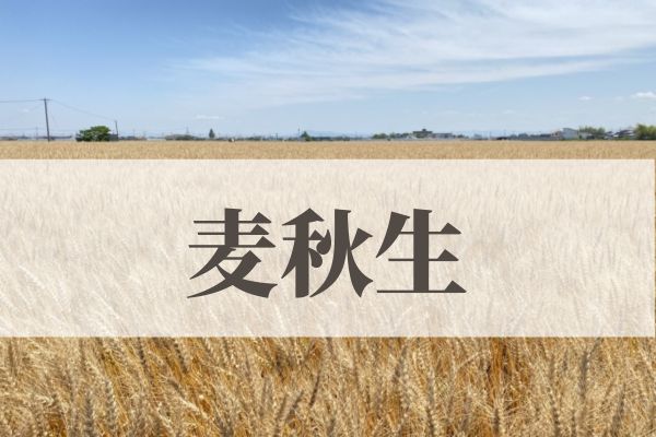 「麦秋生（ばくしゅういたる）」の意味や読み方！由来や時期はいつ？