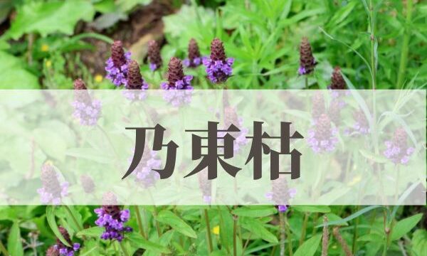 「乃東枯（なつかれくさかるる）」の意味や読み方とは？由来や時期はいつ？
