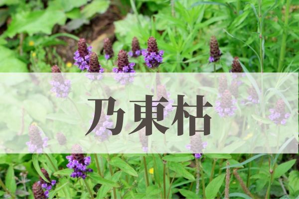 「乃東枯（なつかれくさかるる）」の意味や読み方とは？由来や時期はいつ？