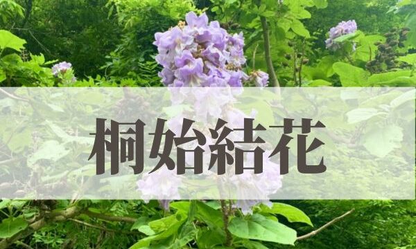 「桐始結花（きりはじめてはなをむすぶ）」の意味や読み方とは？由来や時期はいつ？