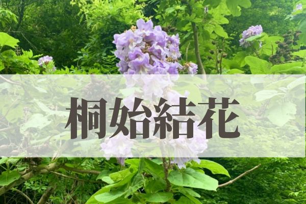 「桐始結花（きりはじめてはなをむすぶ）」の意味や読み方とは？由来や時期はいつ？