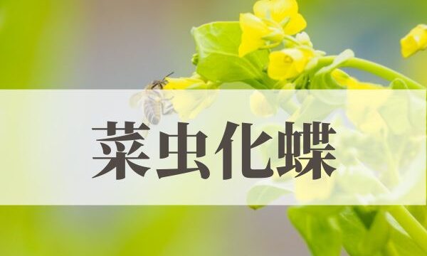 「菜虫化蝶」の意味や読み方！時期や由来は？