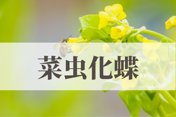 「菜虫化蝶」の意味や読み方！時期や由来は？