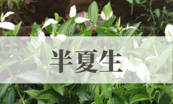「半夏生（はんげしょう）」の意味や読み方とは？由来や時期はいつ？