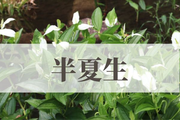 「半夏生（はんげしょう）」の意味や読み方とは？由来や時期はいつ？