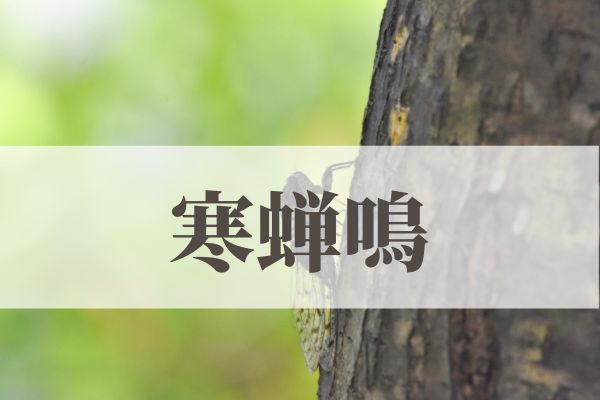 「寒蝉鳴（ひぐらしなく）」の意味や読み方とは？由来や時期はいつ？