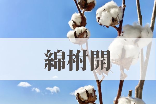 「綿柎開（わたのはなしべひらく）」の意味や読み方とは？由来や時期はいつ？