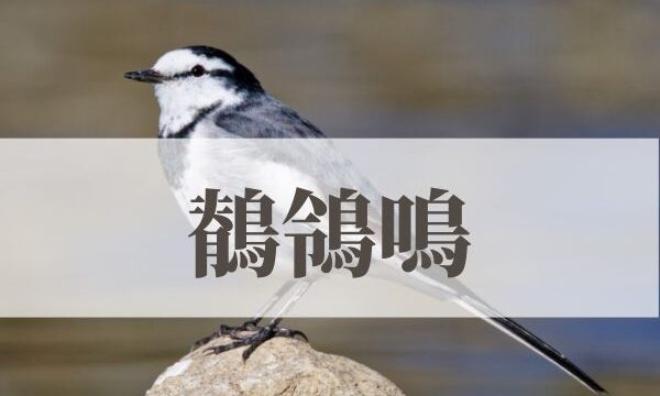 「鶺鴒鳴（せきれいなく）」の意味や読み方とは？由来や時期はいつ？