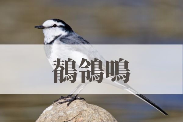 「鶺鴒鳴（せきれいなく）」の意味や読み方とは？由来や時期はいつ？