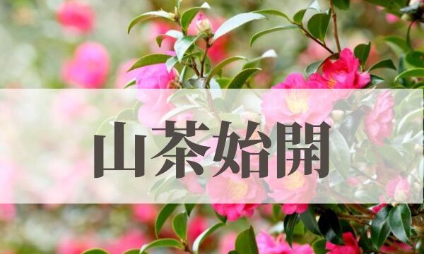 「山茶始開（つばきはじめてひらく）」の意味や読み方とは？由来や時期はいつ？