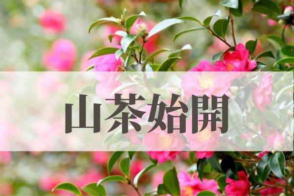 「山茶始開（つばきはじめてひらく）」の意味や読み方とは？由来や時期はいつ？