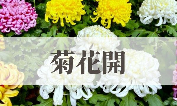 「菊花開（きくのはなひらく）」の意味や読み方とは？由来や時期はいつ？
