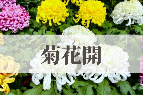 「菊花開（きくのはなひらく）」の意味や読み方とは？由来や時期はいつ？