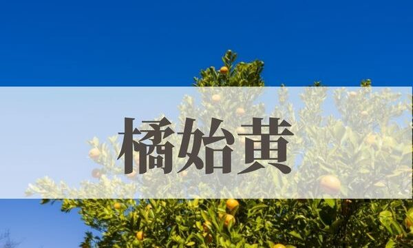 「橘始黄（たちばなはじめてきばむ）」の意味や読み方とは？由来や時期はいつ？