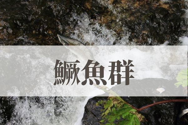 「鱖魚群（さけのうおむらがる）」の意味や読み方とは？由来や時期はいつ？